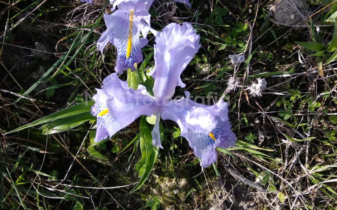 Turismo de temperatura