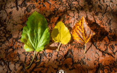 Los colores del otoño