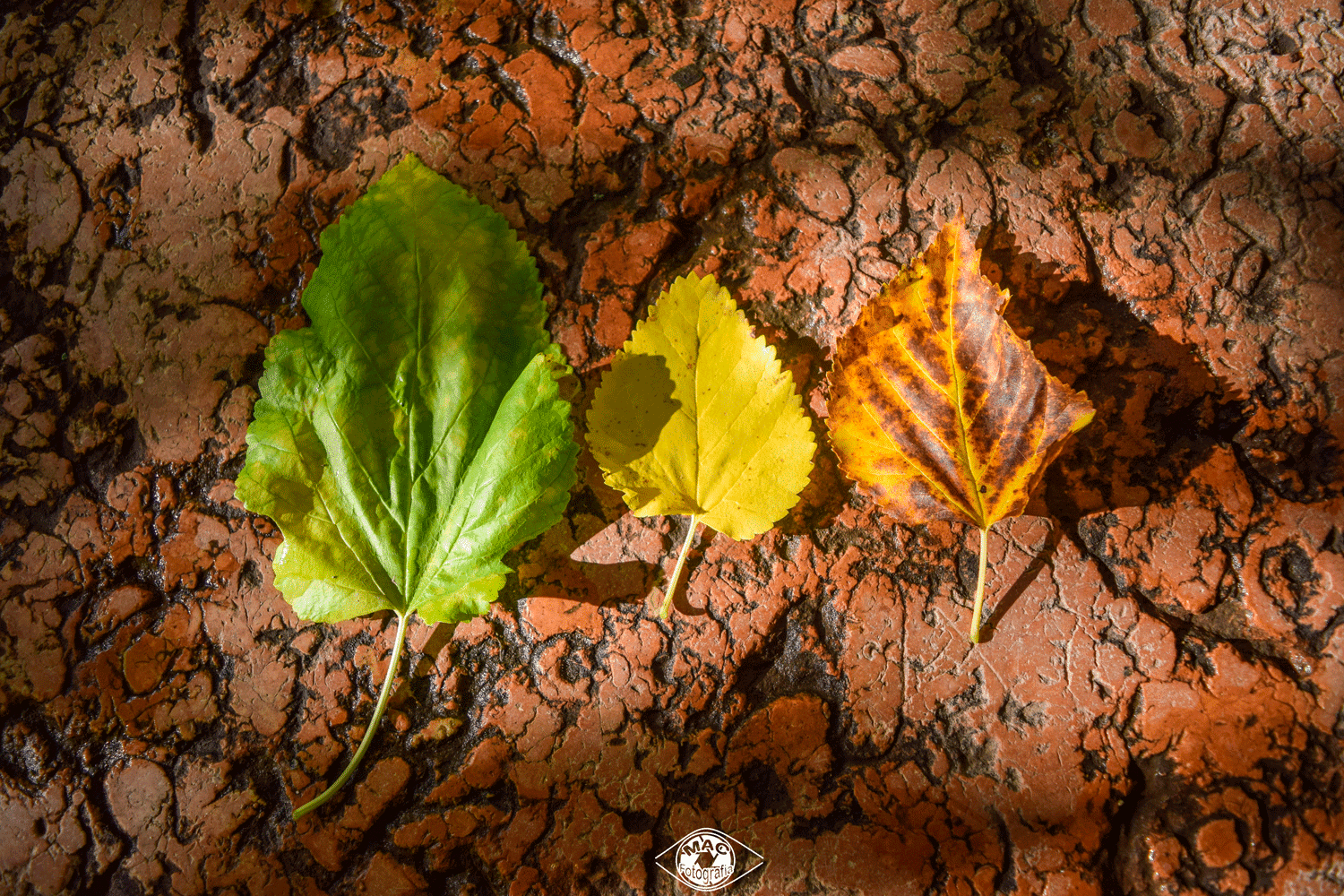 Los colores del otoño